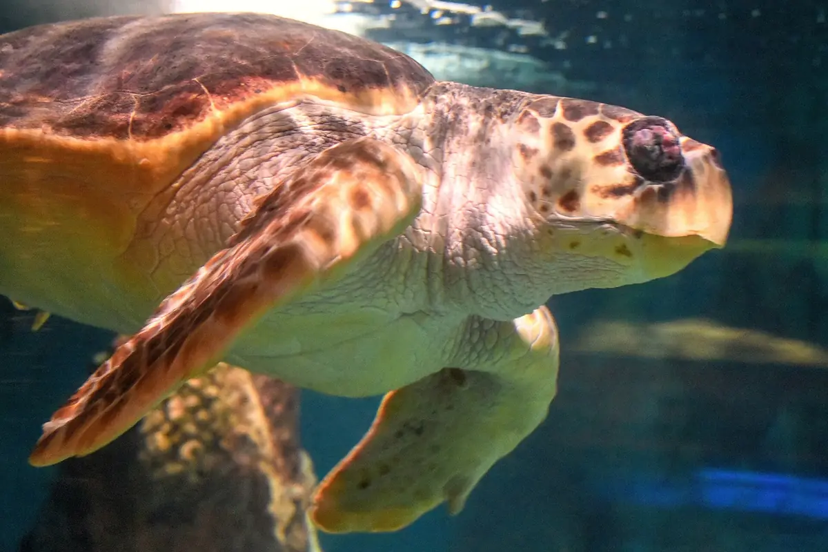 A loggerhead turtle swimming at Blue Reef Aquarium