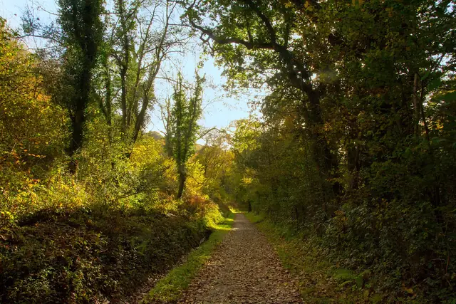 The Camel Trail through autumn trees