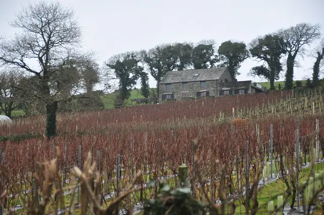 Vines at Camel Valley Vineyard